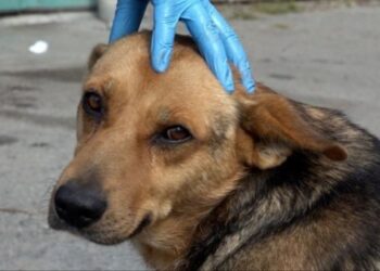 В Охтирці шукають бажаючих надавати послуги з вилову та утримання безпритульних тварин | Суми та область