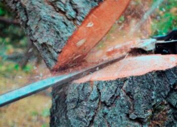 Жителя Охтирщини засуджено умовно за незаконну порубку лісу на майже 80 тисяч гривень | Суми та область