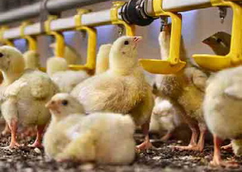 Після виробничого періоду систему водопостачання у пташнику очищають і дезінфікують – Економіка