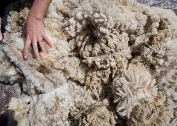 Господарства населення виробляють на порядок більше вовни, ніж підприємства – Економіка