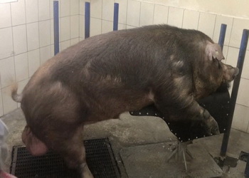 Вітаміни важливі для репродуктивних здібностей кнурів-плідників – Економіка