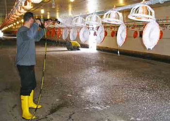 Бактерія Salmonella infantis має стійкість до антибіотиків і дезінфектантів – Економіка