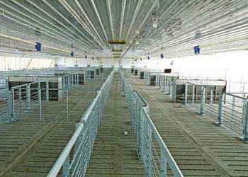 Експерт поділився нюансами, що полегшують клінінг свиноферм – Економіка