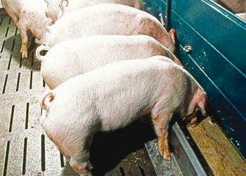 Як мінімізувати негативний вплив мікроелементів на довкілля і підтримати продуктивність тварин – Економіка