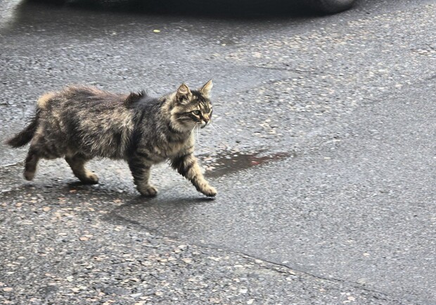 Почти летнее тепло, но грозы: какая погода будет в Одессе в эти выходные