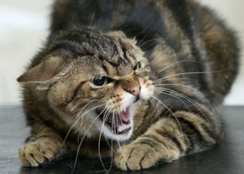 У Лебединській громаді за тиждень – три укуси тварин | Суми та область