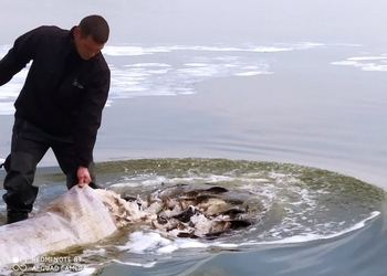 До 1 липня аквафермери Львівщини можуть подати заявки на фінансову підтримку на вирощування риби – Економіка