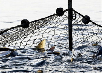 За 5 місяців найбільший промисловий вилов ‒ у Кременчуцькому водосховищі – Економіка