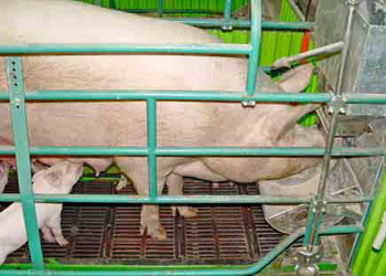 Як оптимізувати життєздатність поросят під час опоросу – Економіка