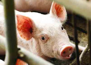 До сальмонельозу особливо чутливі поросята у віці 30-40 днів – Економіка
