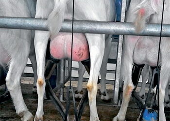 «Українець Агро» випоює козенят лише молоком – Економіка