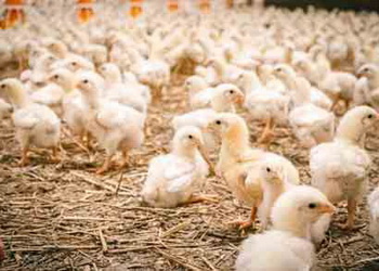 Емульгатор у раціоні курчат-бройлерів покращує продуктивність росту – Економіка