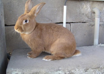 Підприємства у 2024 році відправили на забій на 18,9% більше кролів – Економіка