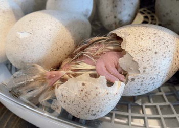 Правильна температура – запорука успішної одноступеневої інкубації індичих яєць – Економіка