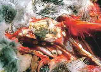 Як діагностують аспергільоз у птиці – Економіка