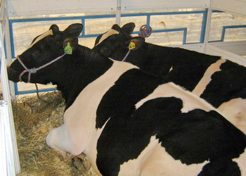 Закарпатське господарство закупило племінних голштинів – Економіка