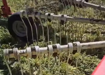 В «Астарті» почали збирати озиме жито на сінаж – Економіка