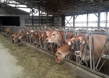 Згодовування різних джерел кормових жирів не поліпшує енергетичний баланс корови – Економіка