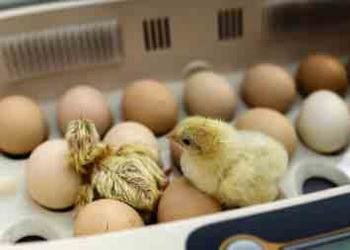 Птахівництво має значну перевагу в можливості вакцинації in ovo – Економіка