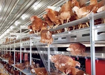 На розвиток несучок впливає тривалість світлового дня – Економіка