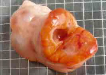 Кісти яєчників частіше діагностують у дійних корів – Економіка