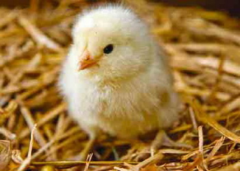 Імпорт живої птиці в І півріччі зріс на 5% – Економіка