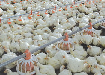 Як визначати потреби бройлерів у амінокислотах – Економіка