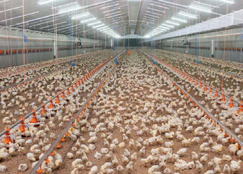 Які типи переривчастого освітлення ефективні в яєчному й бройлерному виробництві – Економіка