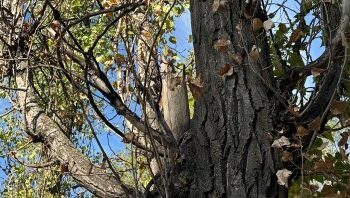 Аварійні дерева в Миколаєві: проведено обстеження у шести локаціях » Миколаївський Оглядач