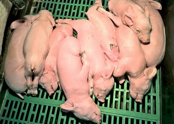 Щілинна підлога в свинарнику: плюси й мінуси – Економіка