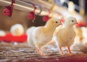 За 5 місяців Україна придбала за кордоном на 6,3% більше живої птиці – Економіка
