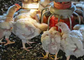 Маннанолігосахариди нейтралізують шкідливий вплив патогенів – Економіка