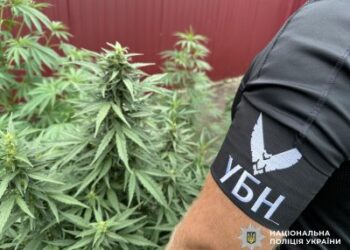 Культивував кущі коноплі – у Первомайську поліцейські затримали чоловіка за підозрою у вирощуванні та зберіганні нарковмісних рослин » Миколаївський Оглядач