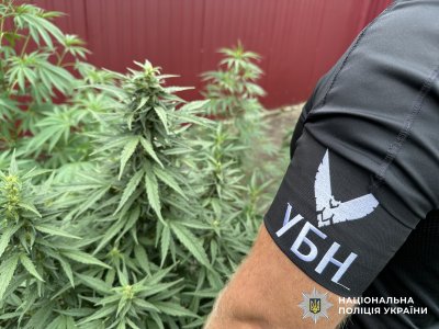 Культивував кущі коноплі – у Первомайську поліцейські затримали чоловіка за підозрою у вирощуванні та зберіганні нарковмісних рослин » Миколаївський Оглядач
