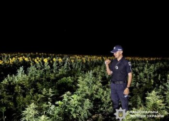 Маскували наркоплантацію серед поля соняшників – на Миколаївщині поліцейські затримали злочинну групу за підозрою у незаконному обігу наркотиків » Миколаївський Оглядач
