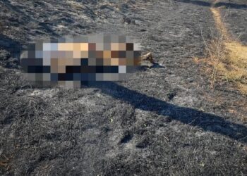 В Одесской области горели сухая трава и дачные постройки: погибла женщина