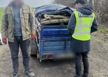 Завдали збитків довкіллю на майже 900 тисяч гривень – миколаївські поліцейські повідомили про підозру «чорним лісорубам» » Миколаївський Оглядач