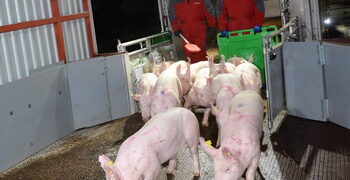 За 7 місяців Україна закупила за кордоном на 20,9% менше живих свиней – Економіка