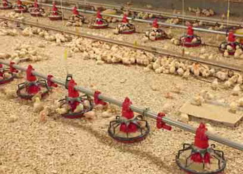 Курчата-бройлери демонструють кращі прирости за вищої температури в пташнику   – Економіка