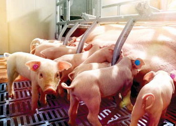За фіксованого утримання свиноматки часто душать поросят – Економіка