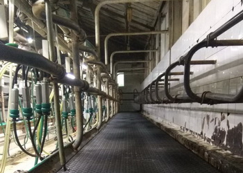 Підлогове покриття для корівника: на що звертати увагу – Економіка