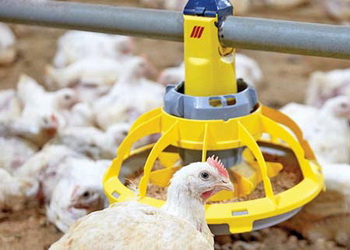 Птиця ефективніше використовує енергію, якщо раціон збалансований за білками й амінокислотами – Економіка