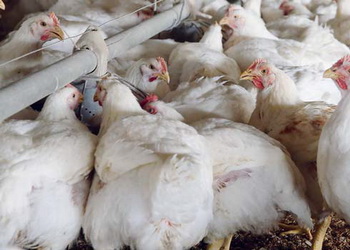 У племінних господарствах хвору на інфекційний бронхіт птицю забивають – Економіка