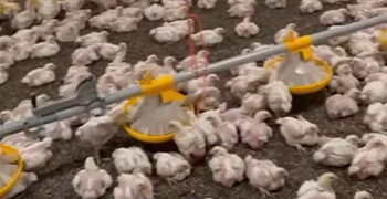 На Тернопільщині з’явилася нова птахоферма – Економіка