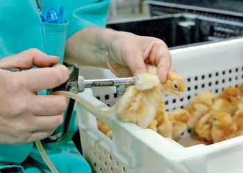 63% зареєстрованих ветпрепаратів у І півріччі вироблені в Україні – Економіка