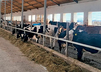 В «Еліт-Мілк» пояснили, чому в раціоні їхніх корів лише 32% концентратів – Економіка