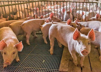 Свині можуть заразитися стрептококовою інфекцією під час завезення нових тварин на ферму – Економіка