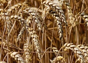 Колаборант з Мелітополя відбувся штрафом і конфіскацією за сприяння окупантам в грабунку регіону