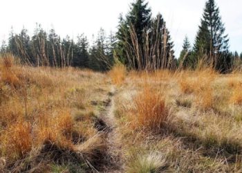 Новини Львова: Суд повернув громаді останню земельну ділянку в заказнику Торфовище Білогорща