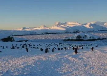 Пінгвіни на станції Вернадського – в серпні біля української станції зібралося понад дві тисячі птахів – фото – Світові новини